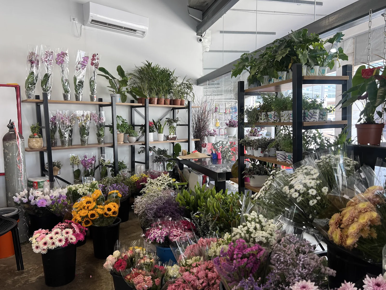 החנות של Juli's Flowers & More ברמלה, מבפנים: מדפים עם פרחים, עציצים וסחלבים